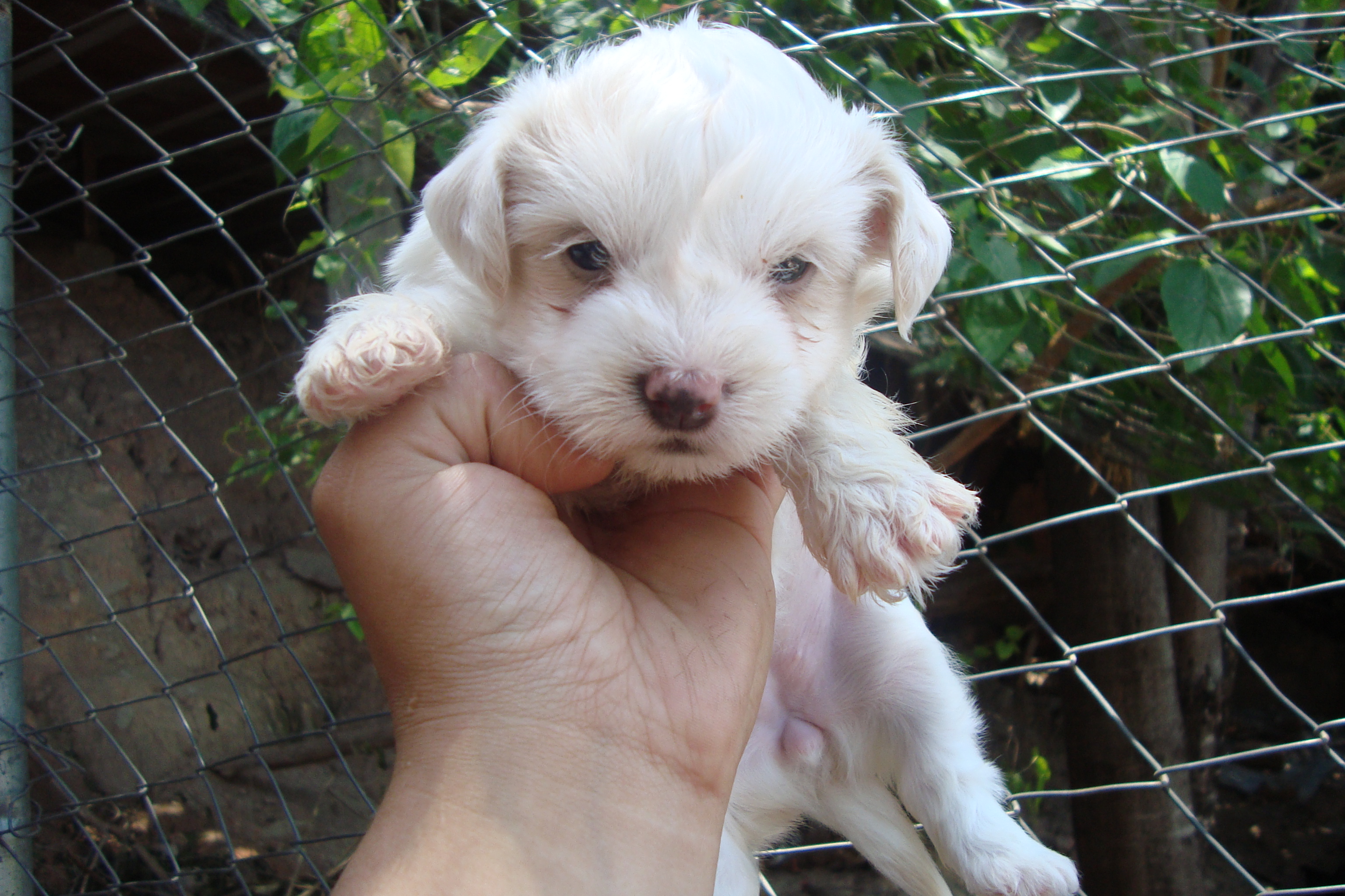 femea coton de tulear 3